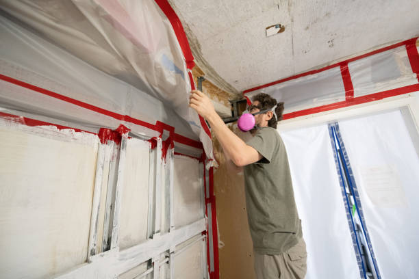 Best Mold Damage Restoration  in Ashland, AL