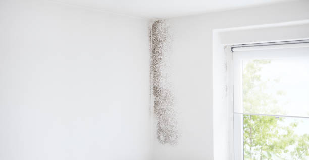 Mold Odor Removal Services in Ashland, AL