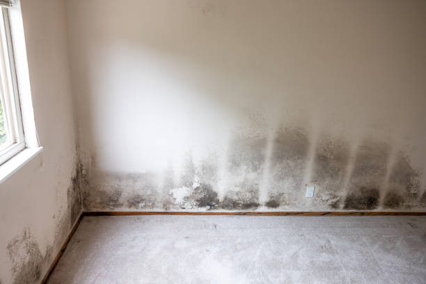 Best Mold Odor Removal Services  in Ashland, AL